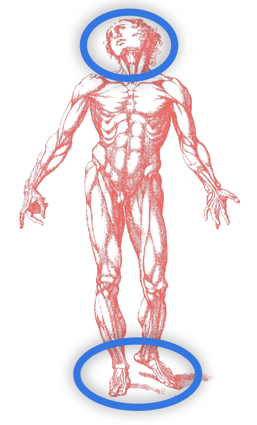 Nella immagine la parte superiore del corpo orientativa e quella inferiore adattattiva e compensativa